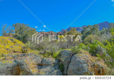 Beautiful view from Boyce Thompson Arboretum State Park of the Magma Ridge, Superior, Arizona USA 66910724