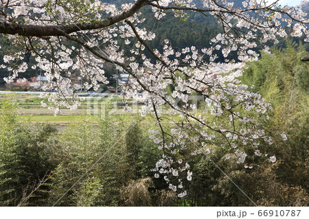 京都大原の桜 京都大原の桜 66910787