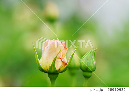 6分咲き　クリーム色のバラの花 66910922