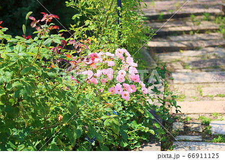 バラの花　サマーウインド 66911125