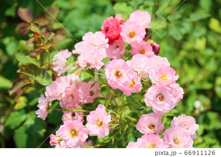 バラの花　サマーウインド 66911126