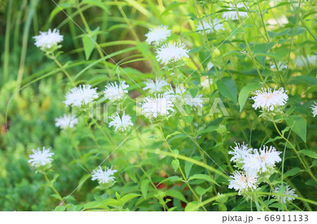 ワイルドベルガモットの花 66911133