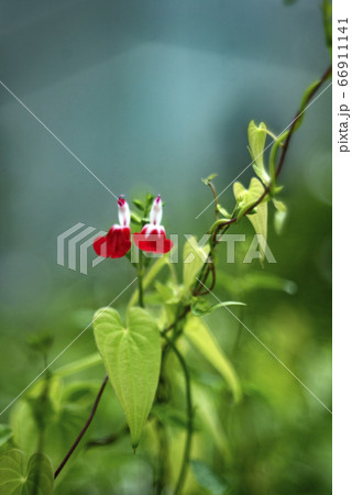チェリーセージの花 66911141