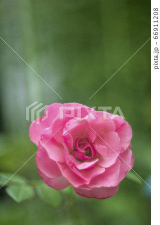 ピンクのバラ 66911208