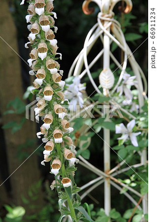 ジギタリス　カフェクリーム 66911234