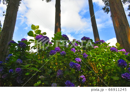 千葉県香取郡多古町 日本寺の紫陽花の写真素材