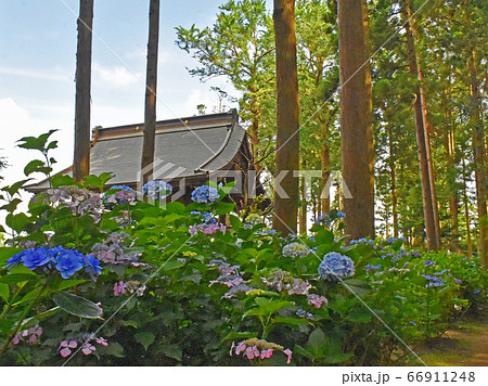 千葉県香取郡多古町 日本寺の紫陽花の写真素材