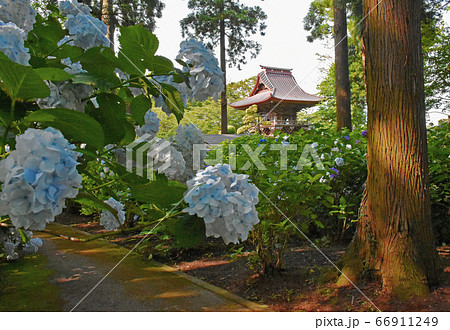 千葉県香取郡多古町 日本寺の紫陽花 66911249
