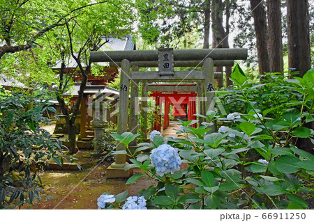 千葉県香取郡多古町 日本寺の紫陽花 千葉県香取郡多古町 日本寺の紫陽花 66911250