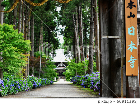 千葉県香取郡多古町 日本寺の紫陽花 千葉県香取郡多古町 日本寺の紫陽花 66911395