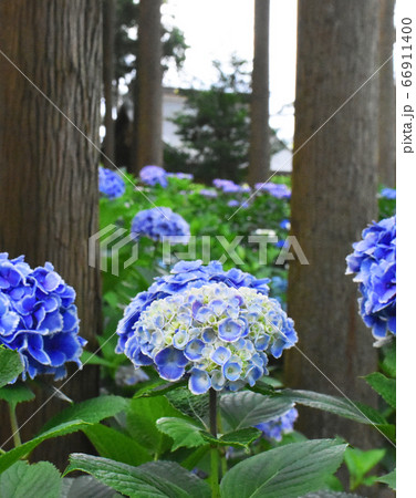 千葉県香取郡多古町 日本寺の紫陽花の写真素材