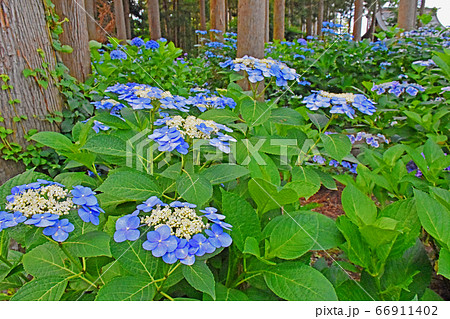 千葉県香取郡多古町 日本寺の紫陽花の写真素材