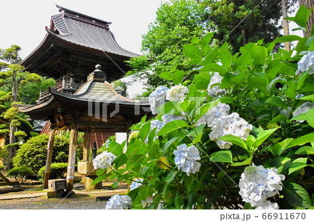 千葉県香取郡多古町 日本寺の紫陽花 千葉県香取郡多古町 日本寺の紫陽花 66911670