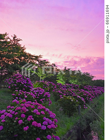 夕暮れの道の駅 多古あじさい館のアジサイ 66911694