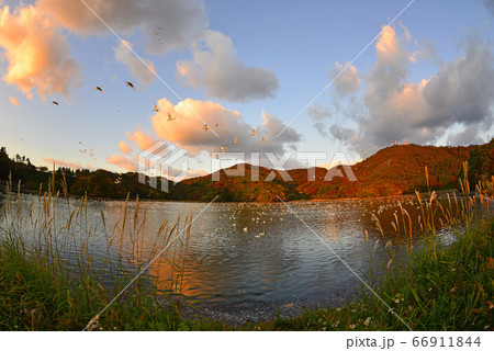 鶴岡白鳥 66911844