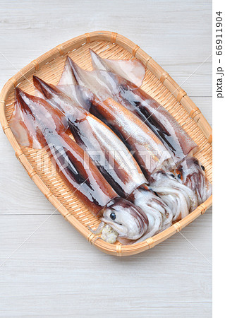 新鮮なスルメイカ、するめいか、鯣烏賊。やや小振りな国産のスルメイカです。未加熱、未調理。 新鮮なスルメイカ、するめいか、鯣烏賊。やや小振りな国産のスルメイカです。未加熱、未調理。 66911904