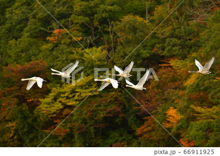 鶴岡白鳥 66911925