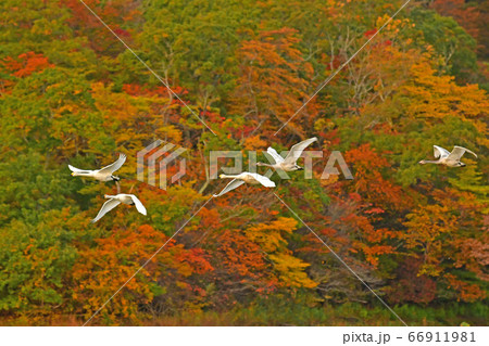 鶴岡白鳥 66911981