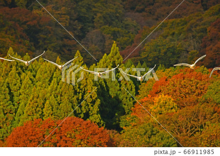 鶴岡白鳥 66911985