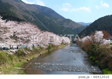 京都大原の桜 京都大原の桜 66912010