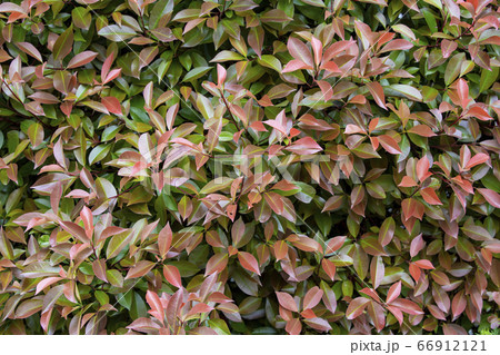 ベニカナメモチの生垣 赤い葉の写真素材