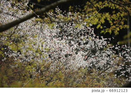 京都大原の桜 66912123