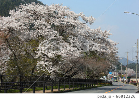 京都大原鯖街道沿いの桜 京都大原鯖街道沿いの桜 66912226