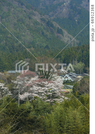 京都大原の桜 京都大原の桜 66912368
