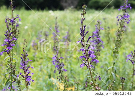 サワギキョウ 66912542