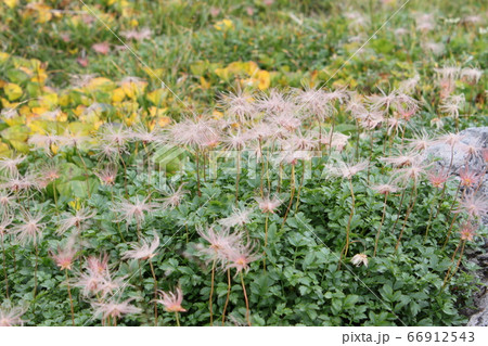 チングルマ 66912543