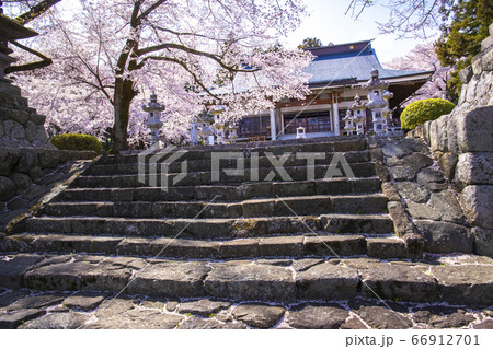 【山梨県】桜満開の妙了寺 66912701