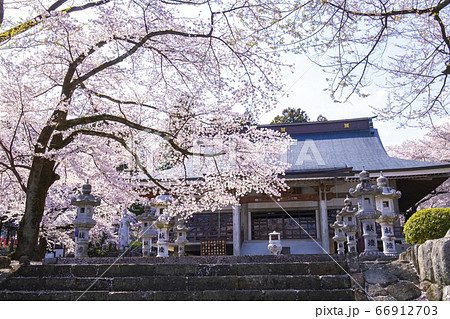 【山梨県】桜満開の妙了寺 【山梨県】桜満開の妙了寺 66912703