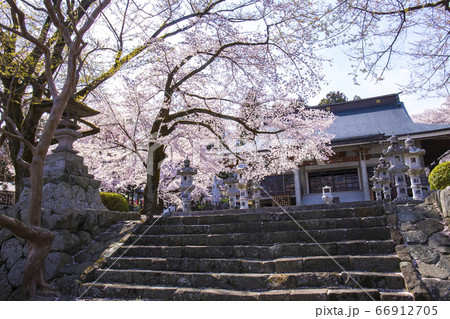 【山梨県】桜満開の妙了寺 66912705