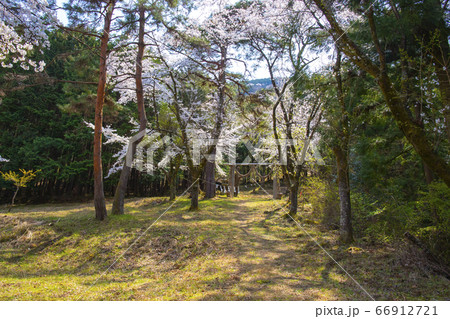 山梨中央市 山の神千本桜の写真素材