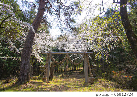 【山梨中央市】山の神千本桜 【山梨中央市】山の神千本桜 66912724