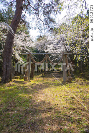 【山梨中央市】山の神千本桜 【山梨中央市】山の神千本桜 66912725