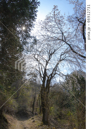 【山梨中央市】山の神千本桜 【山梨中央市】山の神千本桜 66912731