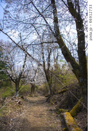【山梨中央市】山の神千本桜 【山梨中央市】山の神千本桜 66912733