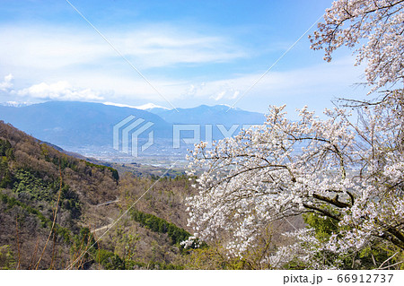 山梨中央市 山の神千本桜と甲府盆地 南アルプスの写真素材