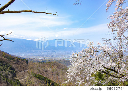 【山梨中央市】山の神千本桜と甲府盆地・南アルプス 【山梨中央市】山の神千本桜と甲府盆地・南アルプス 66912744