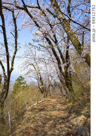 【山梨中央市】山の神千本桜 【山梨中央市】山の神千本桜 66912762