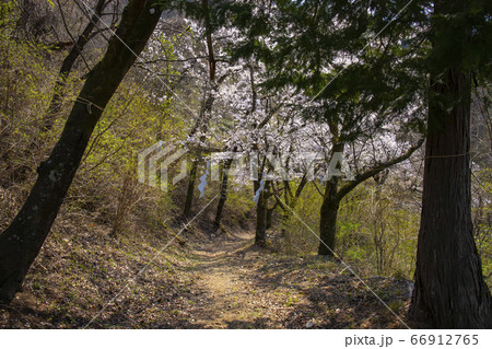 【山梨中央市】山の神千本桜 【山梨中央市】山の神千本桜 66912765
