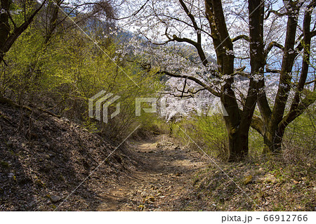 【山梨中央市】山の神千本桜 【山梨中央市】山の神千本桜 66912766