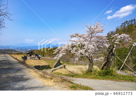 【山梨中央市】山の神千本桜 【山梨中央市】山の神千本桜 66912773
