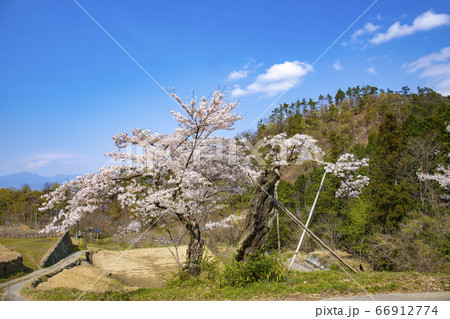 【山梨中央市】山の神千本桜 【山梨中央市】山の神千本桜 66912774