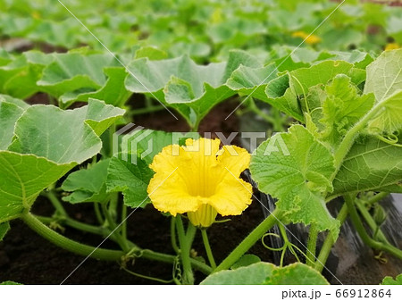 畑に咲くカボチャの花 畑に咲くカボチャの花 66912864
