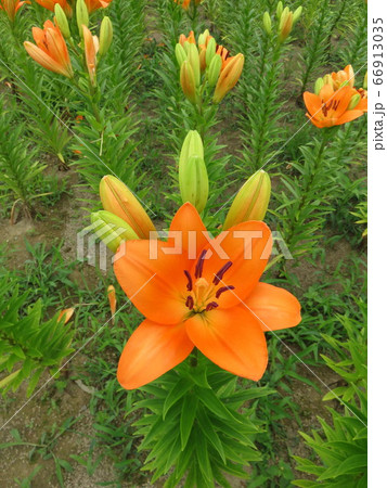 福井県坂井市　ゆりの里公園の百合の花 66913035