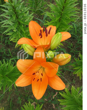 福井県坂井市 ゆりの里公園の百合の花 福井県坂井市 ゆりの里公園の百合の花 66913036