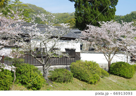 吉香公園の武家屋敷と桜の景色 66913093