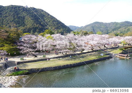 桜咲く錦川河畔の景色 66913098